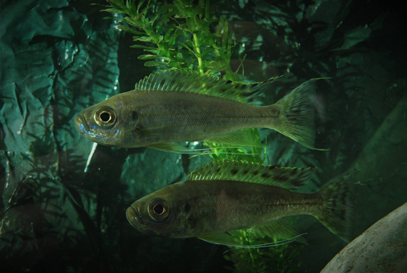 Haplotaxodon trifasciatus 'Burundi'